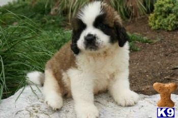 Saint Bernard Puppies for Sale